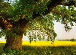 Дубове весілля