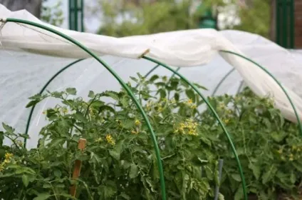 Дуги для парника своїми руками як зробити, матеріали, з чого, фото, відео (руками) Дуги для парника своїми руками як зробити, матеріали, з чого, фото, відео