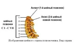 Ефективні мазі (креми, гелі) від хондроза шиї і спини (мазі рекомендується використовувати) Ефективні мазі (креми, гелі) від хондроза шиї і спини