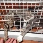Якщо шиншила гризе свою шерсть що робити (гризе) Якщо шиншила гризе свою шерсть що робити