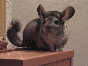 Якщо шиншила гризе свою шерсть що робити (шиншила) Якщо шиншила гризе свою шерсть що робити