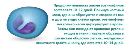 Еозинофіли - показники алергії (еозинофіли) Еозинофіли - показники алергії