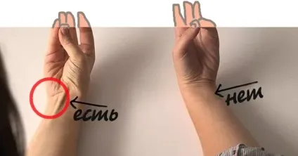Факти про м'язи людини - цікаве про м'язи в нашому тілі (факти) Факти про м'язи людини - цікаве про м'язи в нашому тілі