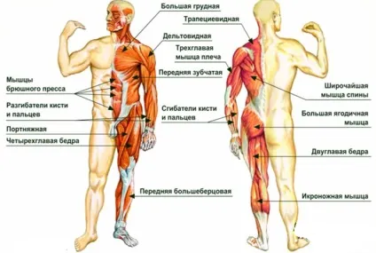 Факти про м'язи людини - цікаве про м'язи в нашому тілі (цікаві факти м'язах) Факти про м'язи людини - цікаве про м'язи в нашому тілі