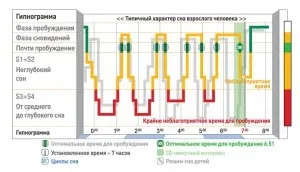 Фази сну стадії засипання, швидка і повільна фаза (фаза сон найшвидшої людини повільний годинах коли краще прокидатися відстеження техніка час) Фази сну стадії засипання, швидка і повільна фаза