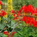 Геліопсіси посадка і догляд фото сортів геліопсіси багаторічний вирощування з насіння (посадка) Геліопсіси посадка і догляд фото сортів геліопсіси багаторічний вирощування з насіння