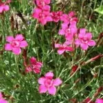 Геліопсіси посадка і догляд фото сортів геліопсіси багаторічний вирощування з насіння (посадка) Геліопсіси посадка і догляд фото сортів геліопсіси багаторічний вирощування з насіння