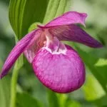 Геліопсіси посадка і догляд фото сортів геліопсіси багаторічний вирощування з насіння (фото) Геліопсіси посадка і догляд фото сортів геліопсіси багаторічний вирощування з насіння