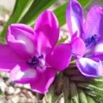 Геліопсіси посадка і догляд фото сортів геліопсіси багаторічний вирощування з насіння (посадка) Геліопсіси посадка і догляд фото сортів геліопсіси багаторічний вирощування з насіння