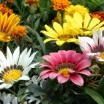 Геліопсіси посадка і догляд фото сортів геліопсіси багаторічний вирощування з насіння (посадка) Геліопсіси посадка і догляд фото сортів геліопсіси багаторічний вирощування з насіння