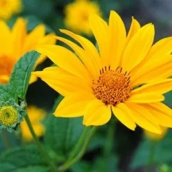 Геліопсіси посадка і догляд, фото, вирощування у відкритому грунті, розмноження і поєднання в (догляд) Геліопсіси посадка і догляд, фото, вирощування у відкритому грунті, розмноження і поєднання в
