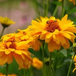 Геліопсіси посадка і догляд, фото, вирощування у відкритому грунті, розмноження і поєднання в (посадка) Геліопсіси посадка і догляд, фото, вирощування у відкритому грунті, розмноження і поєднання в