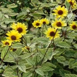 Геліопсіси посадка і догляд, фото, вирощування у відкритому грунті, розмноження і поєднання в (фото) Геліопсіси посадка і догляд, фото, вирощування у відкритому грунті, розмноження і поєднання в
