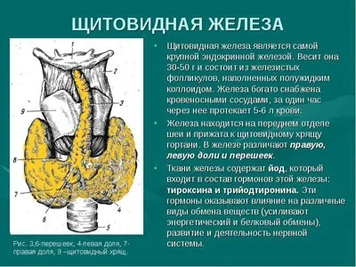 Де знаходиться щитовидна залоза і навіщо вона потрібна (знаходиться) Де знаходиться щитовидна залоза і навіщо вона потрібна