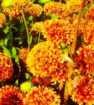 Гайлардія однорічна