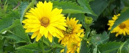 Геліопсіси багаторічний або шорсткий вирощування, посадка і догляд