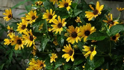 Геліопсіси посадка і догляд фото сортів геліопсіси багаторічний вирощування з насіння (догляд) Геліопсіси посадка і догляд фото сортів геліопсіси багаторічний вирощування з насіння