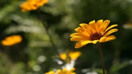Геліопсіси фото, посадка і догляд (Рослина добре переносить) Геліопсіси фото, посадка і догляд