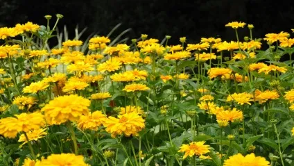 Геліопсіси фото, посадка і догляд (геліопсіси) Геліопсіси фото, посадка і догляд