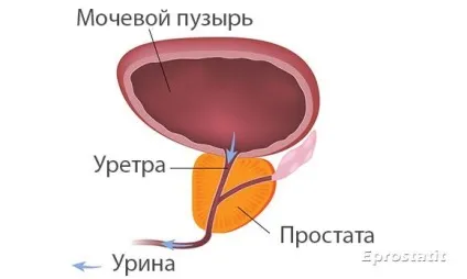 Де знаходиться простата у чоловіків - анатомія, як намацати, функції (функції) Де знаходиться простата у чоловіків - анатомія, як намацати, функції