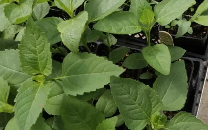 Геліопсіси посадка і догляд фото сортів геліопсіси багаторічний вирощування з насіння (фото) Геліопсіси посадка і догляд фото сортів геліопсіси багаторічний вирощування з насіння