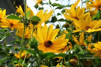 Геліопсіси посадка і догляд фото сортів геліопсіси багаторічний вирощування з насіння (фото) Геліопсіси посадка і догляд фото сортів геліопсіси багаторічний вирощування з насіння