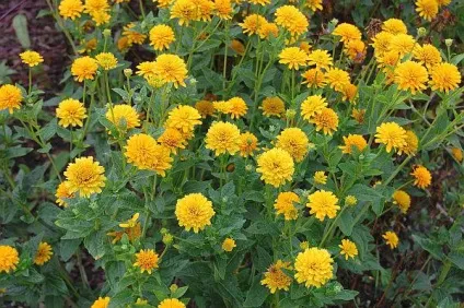 Геліопсіси посадка і догляд фото сортів геліопсіси багаторічний вирощування з насіння (посадка) Геліопсіси посадка і догляд фото сортів геліопсіси багаторічний вирощування з насіння