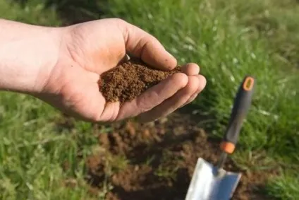 Геліопсіси посадка, догляд, розмноження (догляд) Геліопсіси посадка, догляд, розмноження