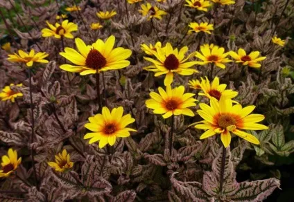 Геліопсіси посадка і догляд фото сортів геліопсіси багаторічний вирощування з насіння (догляд) Геліопсіси посадка і догляд фото сортів геліопсіси багаторічний вирощування з насіння