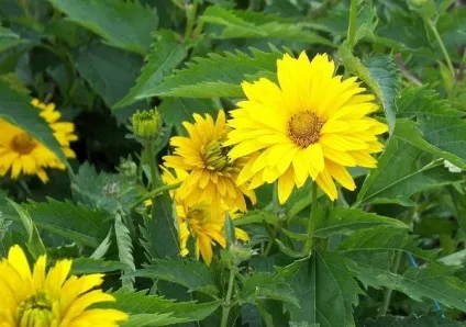 Геліопсіси посадка і догляд фото сортів геліопсіси багаторічний вирощування з насіння (посадка) Геліопсіси посадка і догляд фото сортів геліопсіси багаторічний вирощування з насіння