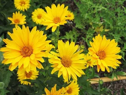 Геліопсіси посадка і догляд фото сортів геліопсіси багаторічний вирощування з насіння (геліопсіси) Геліопсіси посадка і догляд фото сортів геліопсіси багаторічний вирощування з насіння