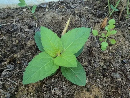 Геліопсіси посадка і догляд фото сортів геліопсіси багаторічний вирощування з насіння (посадка) Геліопсіси посадка і догляд фото сортів геліопсіси багаторічний вирощування з насіння