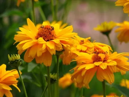 Геліопсіси посадка і догляд фото сортів геліопсіси багаторічний вирощування з насіння (догляд) Геліопсіси посадка і догляд фото сортів геліопсіси багаторічний вирощування з насіння
