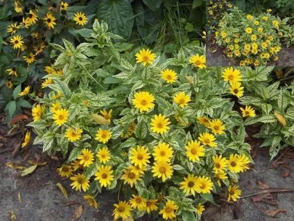 Геліопсіси посадка і догляд фото сортів геліопсіси багаторічний вирощування з насіння (геліопсіси) Геліопсіси посадка і догляд фото сортів геліопсіси багаторічний вирощування з насіння