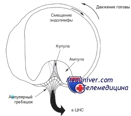 Функції півколових каналів лабіринту (значення півколових каналів у розвитку запаморочення) Функції півколових каналів лабіринту