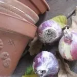 Гіацинт посадка і догляд у відкритому грунті, посадка восени в грунт (гіацинт) Гіацинт посадка і догляд у відкритому грунті, посадка восени в грунт