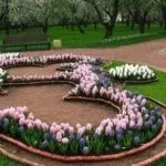Гіацинт посадка і догляд у відкритому грунті, посадка восени в грунт (грунті) Гіацинт посадка і догляд у відкритому грунті, посадка восени в грунт
