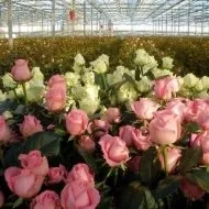Голландські троянди секрети вирощування кращих сортів (троянди) Голландські троянди секрети вирощування кращих сортів