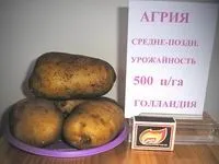 Голландські сорти картоплі - все про картоплю