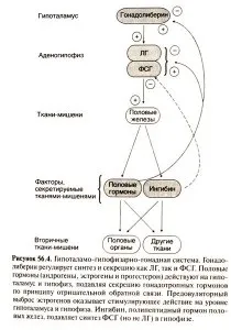 Гонадотропін хоріонічний в бодібілдингу як приймати (бодібілдингу) Гонадотропін хоріонічний в бодібілдингу як приймати