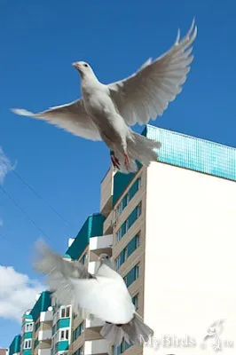 Голуби на весілля - енциклопедія власника птиці (голуби) Голуби на весілля - енциклопедія власника птиці