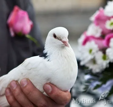 Голуби на весілля - енциклопедія власника птиці (голуби) Голуби на весілля - енциклопедія власника птиці
