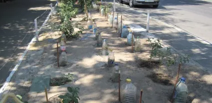 голландські троянди