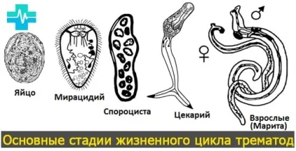 Глисти у організмі людини (Перед початком терапії) Глисти у організмі людини