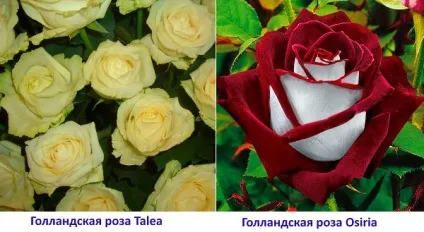 Голландські троянди - вирощування, посадка, розмноження, догляд, відео (голландські) Голландські троянди - вирощування, посадка, розмноження, догляд, відео