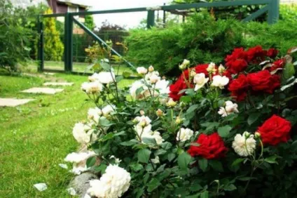 Голландські троянди популярні сорти і особливості вирощування