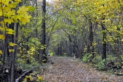 Головний ботанічний сад ім