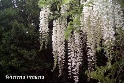 Гліцинія посадка, догляд