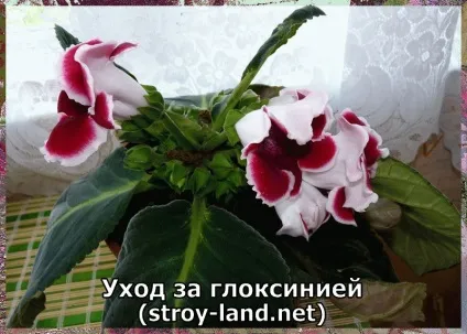 Глоксинія - догляд в домашніх умовах (домашніх) Глоксинія - догляд в домашніх умовах