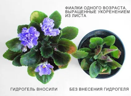 Гідрогель - інструкція і технології вирощування домашніх рослин (інструкція) Гідрогель - інструкція і технології вирощування домашніх рослин